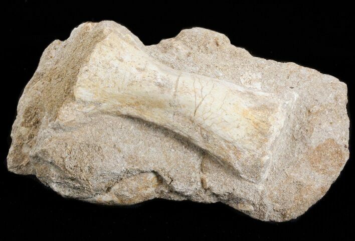 Mosasaurus Phalanx (Paddle Bone) - on Matrix #38524